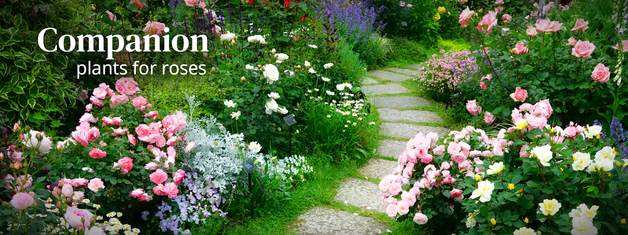 campanion plants for roses banner rose garden with mixed flowers and a walking path down the middle