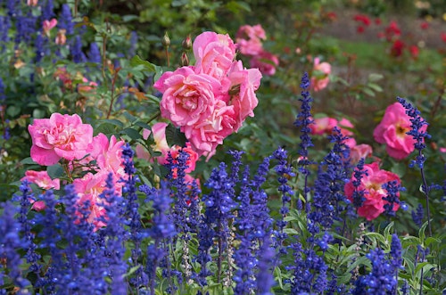bright pink roses and purple blue salvia perennials