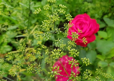 bright pink roses and parsley planted together in garden