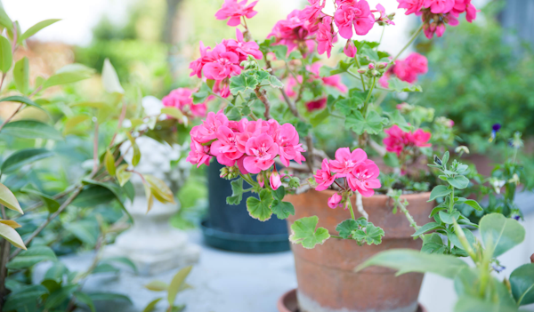 scented pink geraniums potted in terra cotta