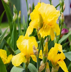 yellow or golden iris blooms from spring bulb