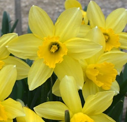 yellow trumpet daffodils narcissus from spring bulbs