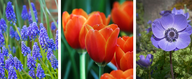 royal affaire blend spring bulbs royal affaire blend from spring bulbs
