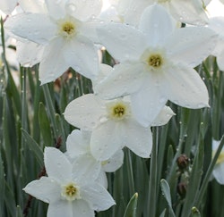 watch up daffodils narcissus from spring bulbs