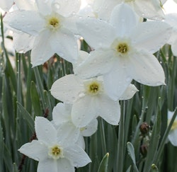 watch up daffodils narcissus spring bulbs watch up daffodils narcissus from spring bulbs