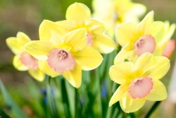 color run daffodils narcissus from spring bulbs