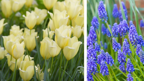 bulbs out of the blue blend spring bulbs bulbs out of the blue blend from spring bulbs