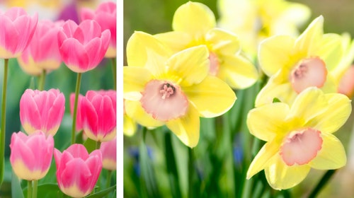 sweet treat spring blend from spring bulbs