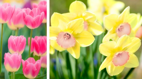 sweet treat spring blend spring bulbs sweet treat spring blend from spring bulbs