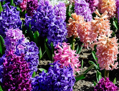 hyacinth soul sister mix spring bulbs hyacinth soul sister mix from spring bulbs
