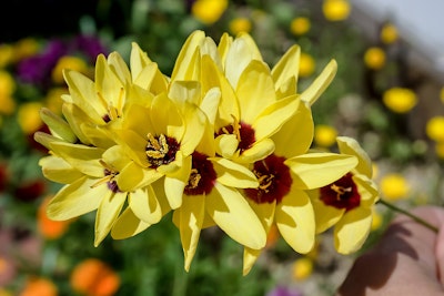 yellow sparaxis from spring bulbs