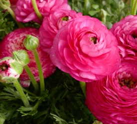 pink ranunculus from spring bulbs