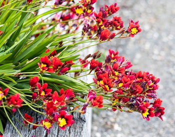 ixia red flowers from spring bulbs