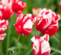 estella rijnveld tulip spring bulbs
