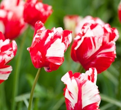 estella rijnveld tulip spring bulbs estella rijnveld tulip spring bulbs