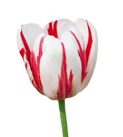 el diablo roja tulip spring bulbs