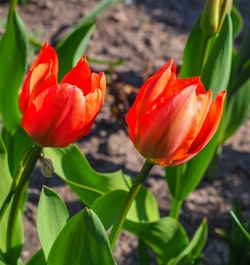 non-stop red tulip spring bulbs