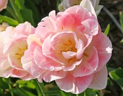 angelique spring tulip bulb angelique spring tulip bulb