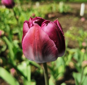 kansas proud spring tulip bulb kansas proud spring tulip bulb
