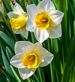 cornish king daffodils narcissus spring bulbs cornish king daffodils narcissus spring bulbs