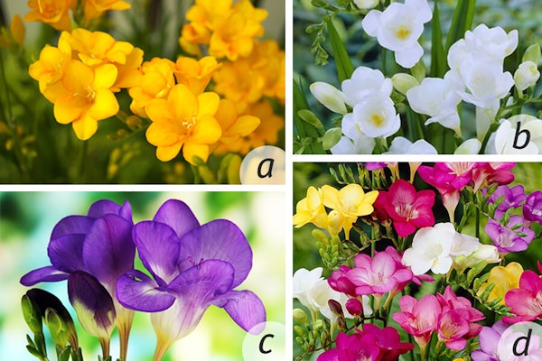 freesia single yellow, single white, single blue and single mixed