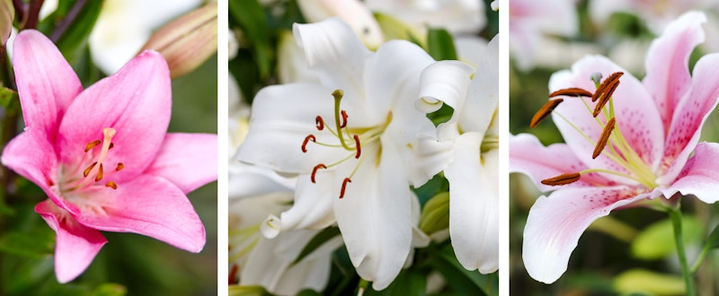 oriental lily spring bulb mix oriental lily spring bulb mix - three different types of lilies in mix
