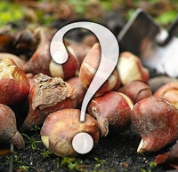 tulip bulbs sitting on the dirt or ground with a big white question mark on the image