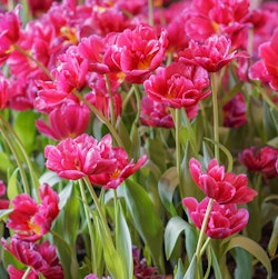 margarita tulips bulbs spring
