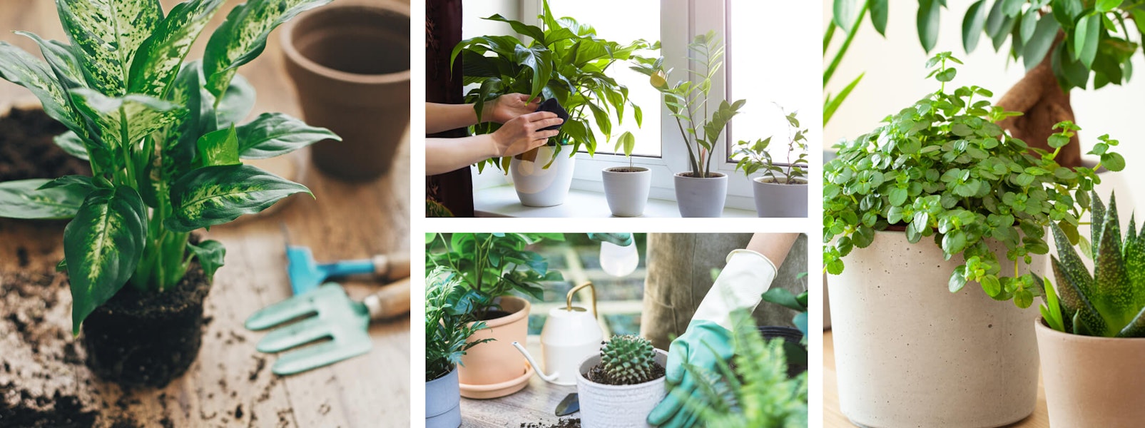 Events California California SummerWinds Nursery