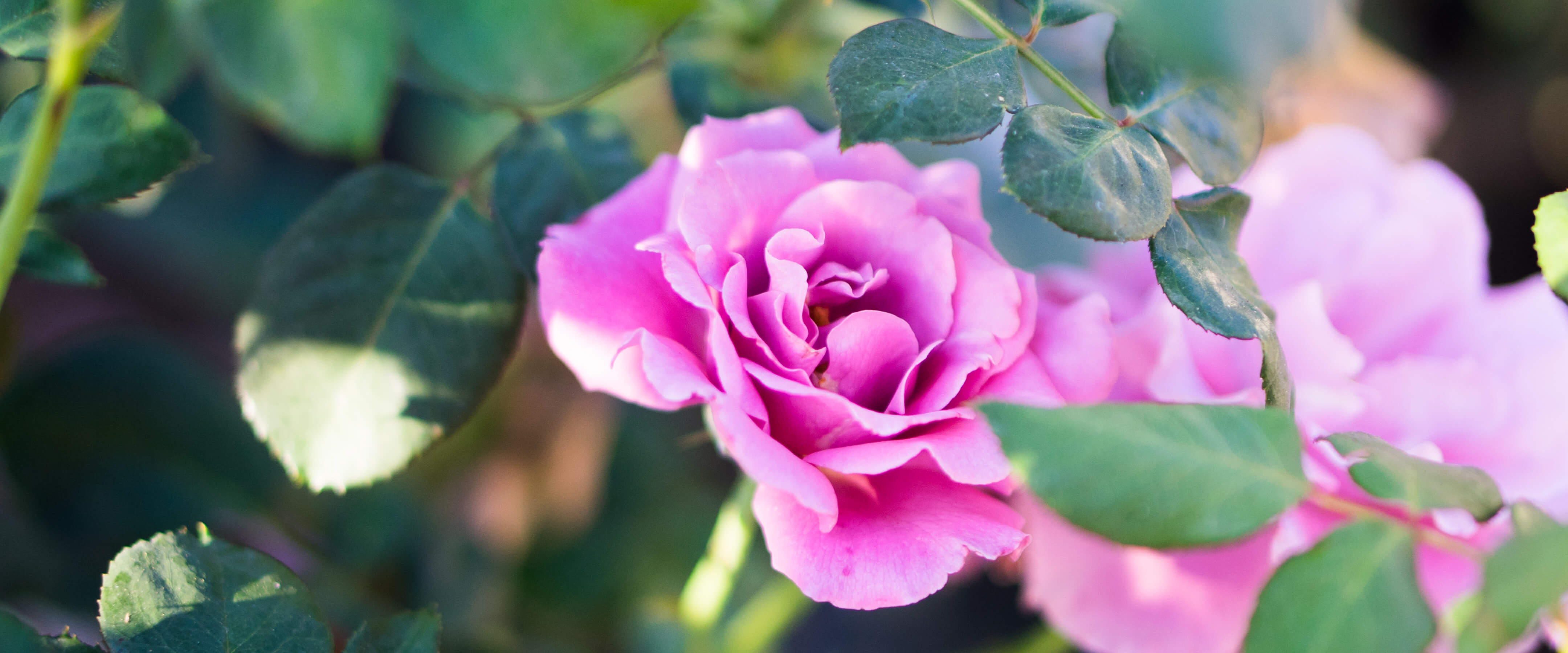 Closeup of an angel face rose and its leaves