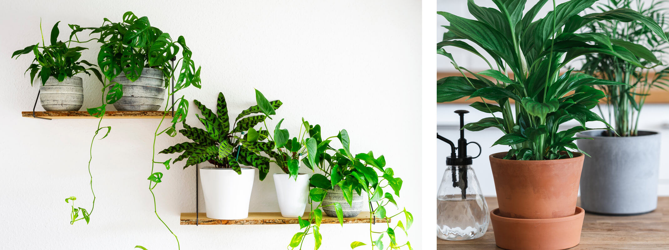 two images of houseplants with the first showing a variety of houseplants on floating shelves and a second image of a peace lily houseplant and a second houseplant potted on a table