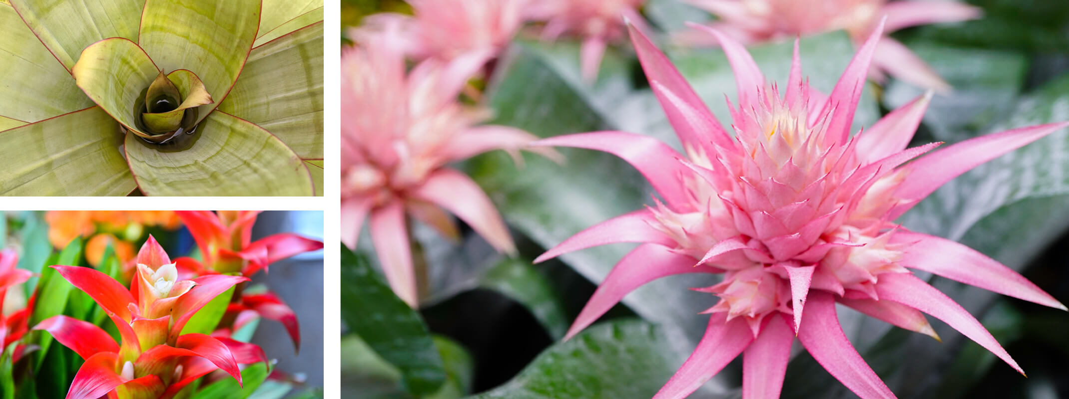 3 images of bromeliads close up of the green leaves, second image of a red bromeliad and third image of a pink bromeliad