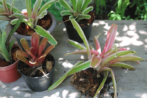assorted bromeliads potted on a table and a single bromeliad loosely set on the table outside of its pot