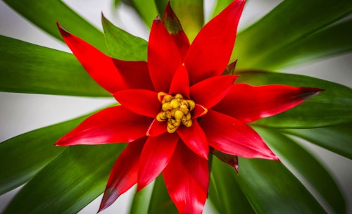 bright red overhead image of a bromeliad