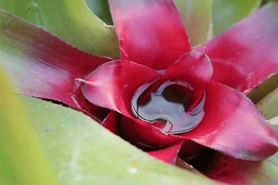 bromeliad filled with water