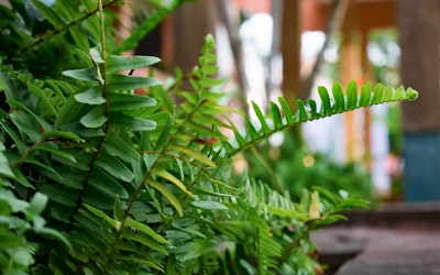 kimberly queen houseplant in the foreground of an outdoor living space