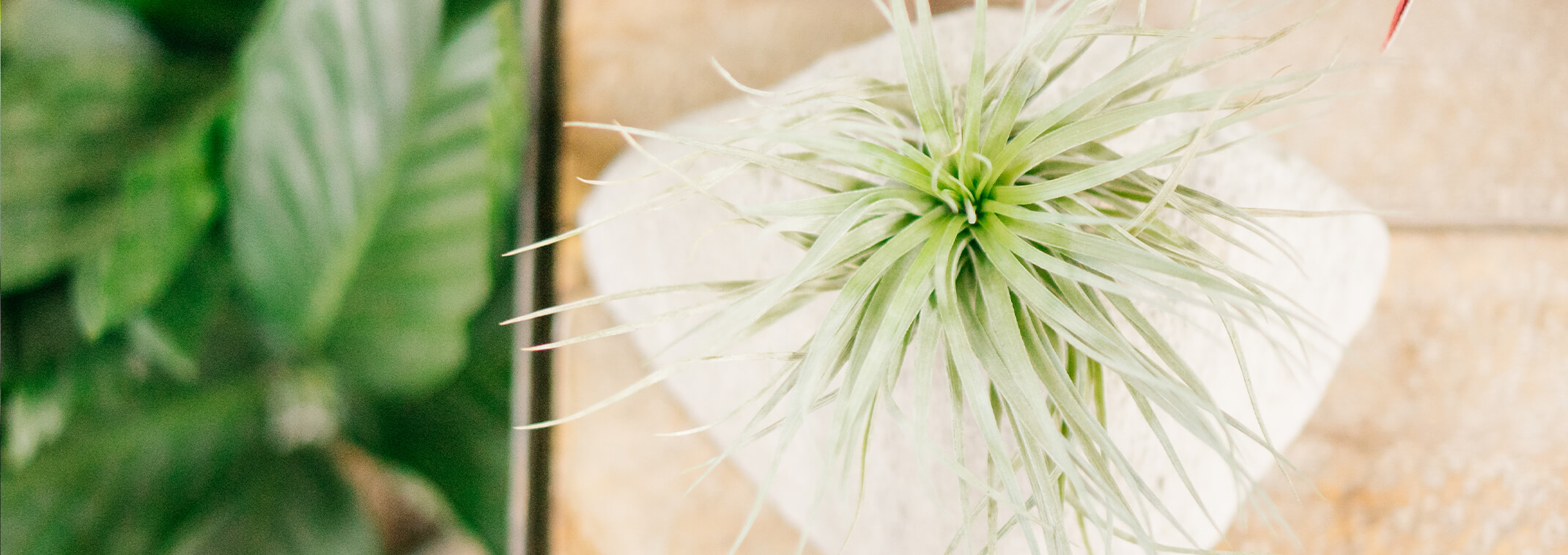 A closeup of an airplant in a stone planter on a wooden table with houseplants blurred in the background on the left