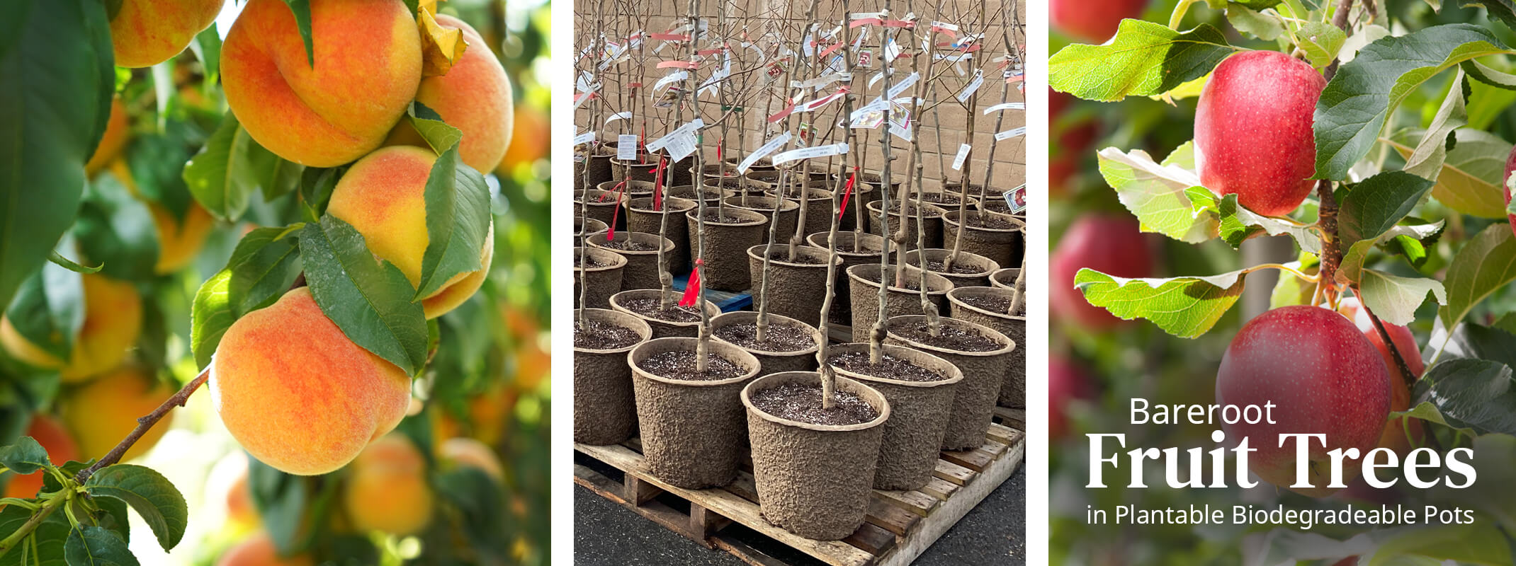 ripe peaches hanging on a peach tree, bareroot fruit trees potted up and fuji apples haning from a fruit tree with the words bareroot fruit tree in plantable biodegradeable pots