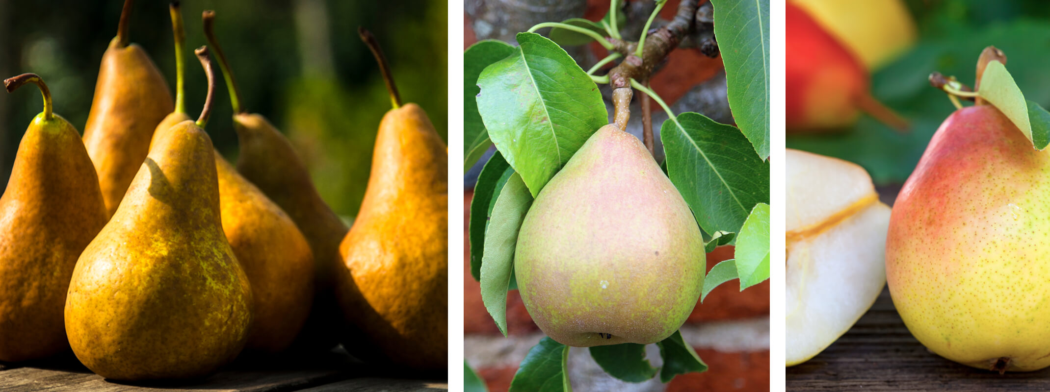 Bosc pears on a table and a comice pear hanging from a tree a third image of a bartlett pear and a half on a table