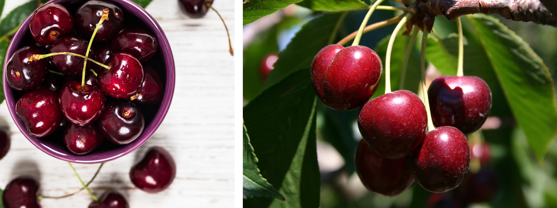 two images of cherries the first show bing cherries in a purple bowl the second shows ripe cherries hanging from a tree