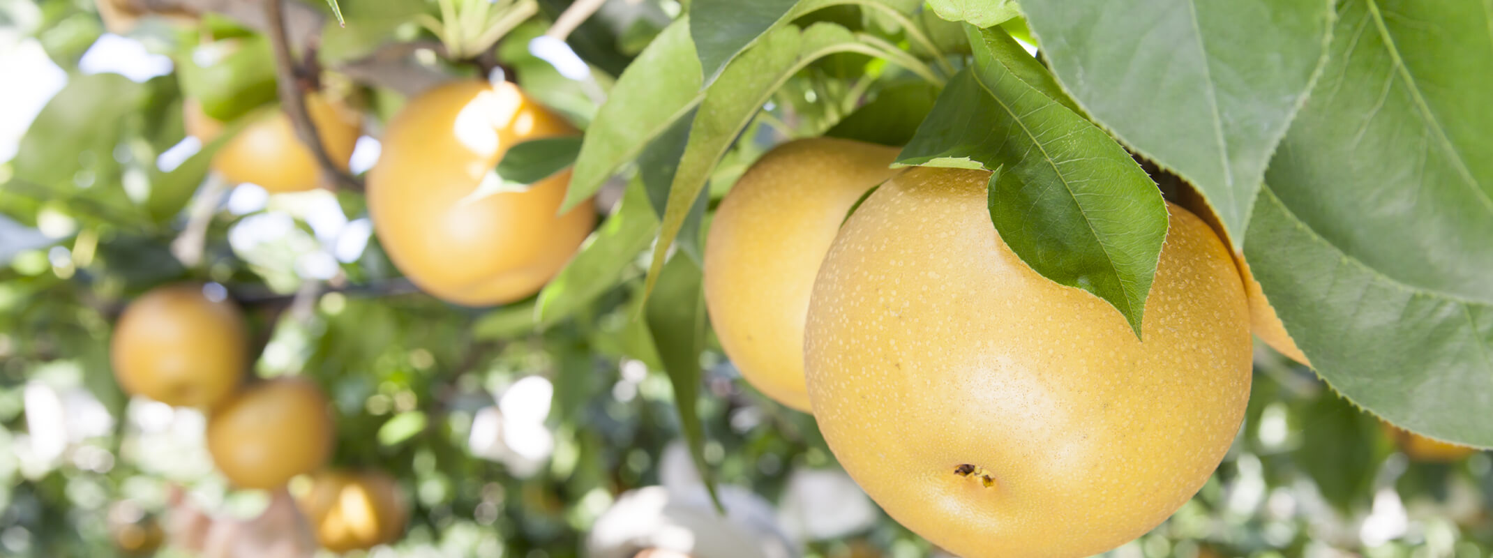 asian pears on a tree fruit tree bareroot banner asian pears hanging from a tree