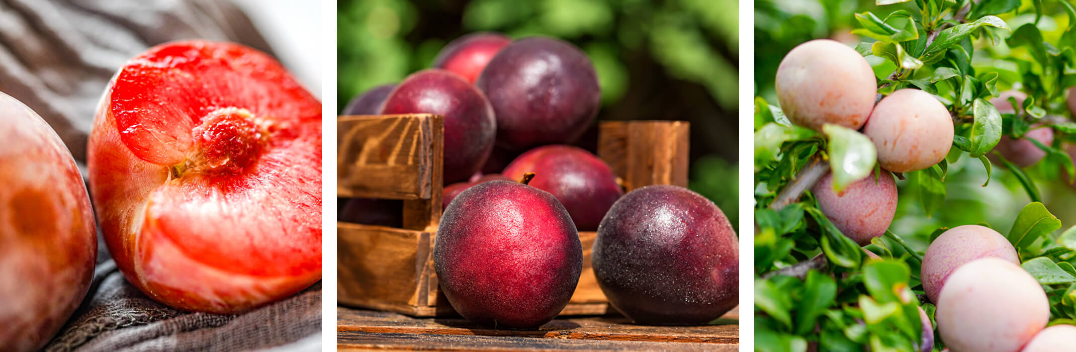 3 images of pluots the first sliced open, the second shows a bunch of them rolling out of a wooden crate and the the third on a tree