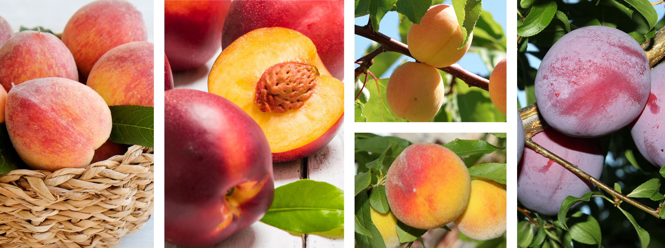 5 different images of fruits that make up the fruit salad fruit tree: peaches, nectarines, apricots and plums