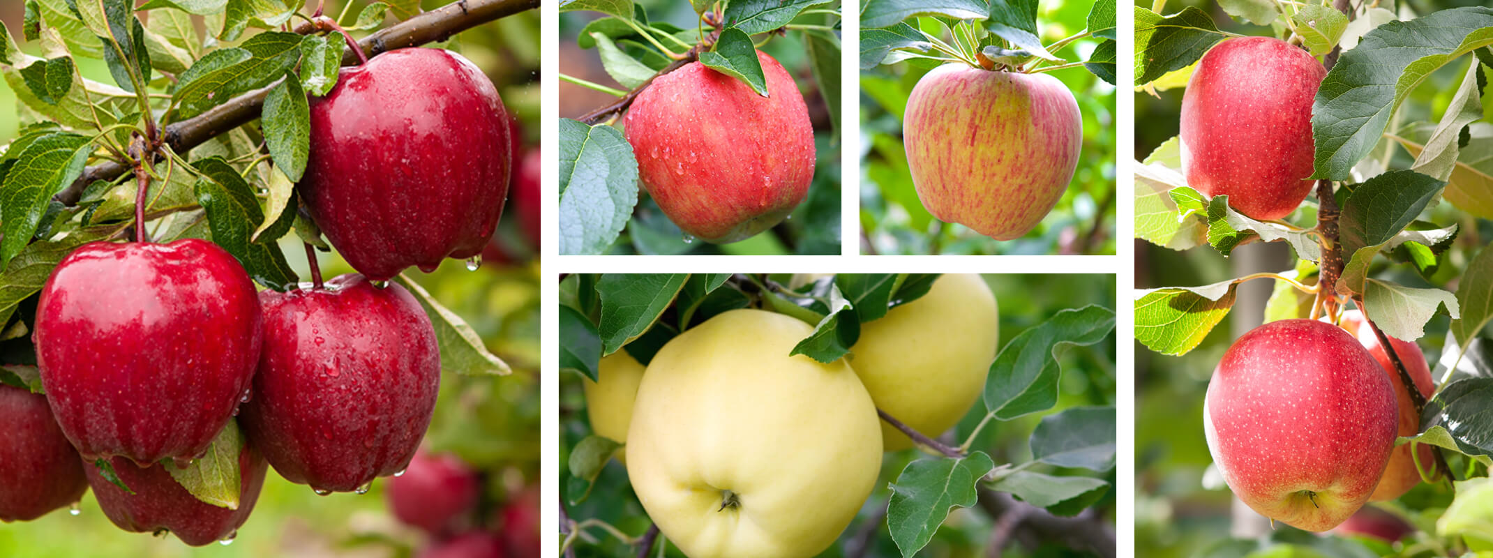 assorted apples on tree, red and golden delicious, fuji, gala, and braeburn,