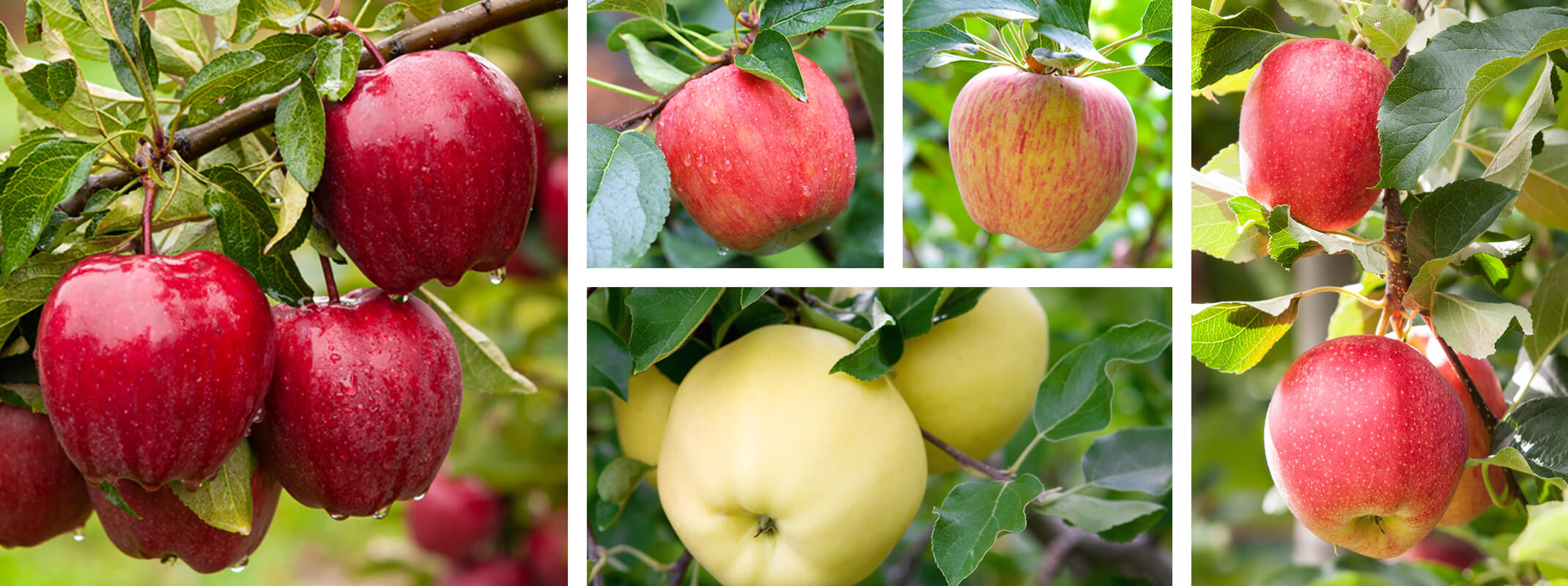 Dwarf Honeycrisp Apple Tree Bare Root, Organic Flavor Tastes Sweet Fresh