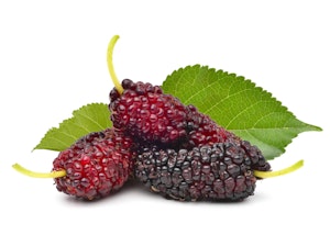 mulberry fruits fruit tree bareroot mulberry fruits