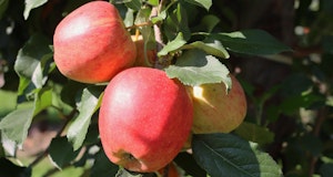 ambrosia apples hanging from tree
