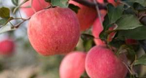 fuji apples haning from fruit tree