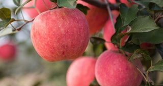 fuji apples haning from fruit tree