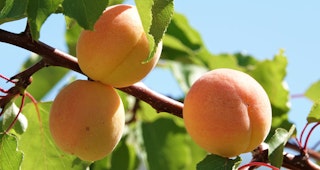 blenheim apricots hanging from fruit tree